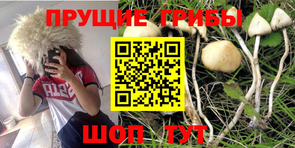 Саранск  Галлюциногенные грибы Psilocybe  Вход с VPN 